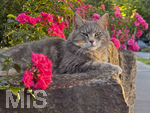 04.07.2026,  Bad Wörishofen im Unterallgäu: EIne Katze relaxed auf einer Steinmauer inmitten eines Rosenstrauchs in einem Wohngebiet.  