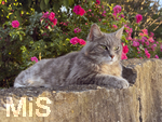04.07.2026,  Bad Wörishofen im Unterallgäu: EIne Katze relaxed auf einer Steinmauer inmitten eines Rosenstrauchs in einem Wohngebiet.  
