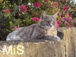 04.07.2026,  Bad Wörishofen im Unterallgäu: EIne Katze relaxed auf einer Steinmauer inmitten eines Rosenstrauchs in einem Wohngebiet.  