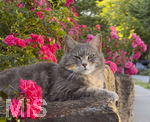 04.07.2026,  Bad Wörishofen im Unterallgäu: EIne Katze relaxed auf einer Steinmauer inmitten eines Rosenstrauchs in einem Wohngebiet.  