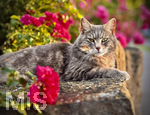 04.07.2026,  Bad Wörishofen im Unterallgäu: EIne Katze relaxed auf einer Steinmauer inmitten eines Rosenstrauchs in einem Wohngebiet.  