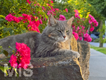 04.07.2026,  Bad Wörishofen im Unterallgäu: EIne Katze relaxed auf einer Steinmauer inmitten eines Rosenstrauchs in einem Wohngebiet.  