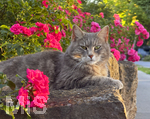 04.07.2026,  Bad Wörishofen im Unterallgäu: EIne Katze relaxed auf einer Steinmauer inmitten eines Rosenstrauchs in einem Wohngebiet.  