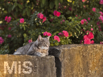 04.07.2026,  Bad Wörishofen im Unterallgäu: EIne Katze auf einer Steinmauer inmitten eines Rosenstrauchs in einem Wohngebiet.  