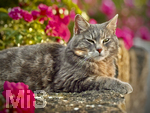 04.07.2026,  Bad Wörishofen im Unterallgäu: EIne Katze relaxed auf einer Steinmauer inmitten eines Rosenstrauchs in einem Wohngebiet.  