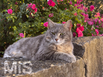 04.07.2026,  Bad Wörishofen im Unterallgäu: EIne Katze relaxed auf einer Steinmauer inmitten eines Rosenstrauchs in einem Wohngebiet.  