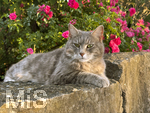 04.07.2026,  Bad Wörishofen im Unterallgäu: EIne Katze relaxed auf einer Steinmauer inmitten eines Rosenstrauchs in einem Wohngebiet.  