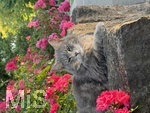 04.07.2026,  Bad Wörishofen im Unterallgäu: EIne Katze relaxed auf einer Steinmauer inmitten eines Rosenstrauchs in einem Wohngebiet.  