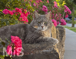 04.07.2026,  Bad Wörishofen im Unterallgäu: EIne Katze relaxed auf einer Steinmauer inmitten eines Rosenstrauchs in einem Wohngebiet.  