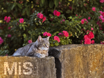 04.07.2026,  Bad Wörishofen im Unterallgäu: EIne Katze auf einer Steinmauer inmitten eines Rosenstrauchs in einem Wohngebiet.  