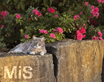 04.07.2026,  Bad Wörishofen im Unterallgäu: EIne Katze auf einer Steinmauer inmitten eines Rosenstrauchs in einem Wohngebiet.  