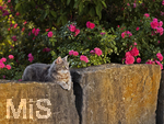 04.07.2026,  Bad Wörishofen im Unterallgäu: EIne Katze auf einer Steinmauer inmitten eines Rosenstrauchs in einem Wohngebiet.  
