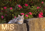 04.07.2026,  Bad Wörishofen im Unterallgäu: EIne Katze auf einer Steinmauer inmitten eines Rosenstrauchs in einem Wohngebiet.  
