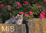 04.07.2026,  Bad Wörishofen im Unterallgäu: EIne Katze auf einer Steinmauer inmitten eines Rosenstrauchs in einem Wohngebiet.  