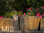 04.07.2026,  Bad Wörishofen im Unterallgäu: EIne Katze auf einer Steinmauer inmitten eines Rosenstrauchs in einem Wohngebiet.  