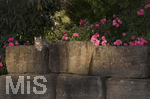 04.07.2026,  Bad Wörishofen im Unterallgäu: EIne Katze auf einer Steinmauer inmitten eines Rosenstrauchs in einem Wohngebiet.  