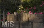 04.07.2026,  Bad Wörishofen im Unterallgäu: EIne Katze auf einer Steinmauer inmitten eines Rosenstrauchs in einem Wohngebiet.  