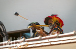 04.07.2026,  Frundsbergfest Mindelheim 2026, Historisches-Fest im Unterallgäu mit tausenden Mitwirkenden. Die Kreisstadt Mindelheim kehrt für eine Woche ins Mittelalter zurück und feiert ihre historische Geschichte.  Schauspiel MEHR SOLD MUSS HER am Stadtgraben, Landknechte stürmen die Mauern der Stadt. 