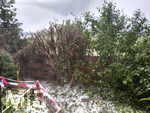 14.07.2026, Buchloe, Ostallgäu, Ein heftiges Gewitter mit Hagel und Sturm ging am Abend über der Stadt Buchloe (Bayern) nieder. Viele Hagelkörner im Garten, Bäume hat es entlaubt.