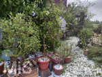 14.07.2026, Buchloe, Ostallgäu, Ein heftiges Gewitter mit Hagel und Sturm ging am Abend über der Stadt Buchloe (Bayern) nieder. Viele Hagelkörner im Garten, die Pflanzen sind kaputt. 