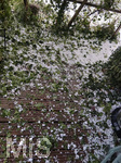 14.07.2026, Buchloe, Ostallgäu, Ein heftiges Gewitter mit Hagel und Sturm ging am Abend über der Stadt Buchloe (Bayern) nieder. Viele Hagelkörner im Garten, die Pflanzen am Balkon sind kaputt. 