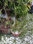14.07.2026, Buchloe, Ostallgäu, Ein heftiges Gewitter mit Hagel und Sturm ging am Abend über der Stadt Buchloe (Bayern) nieder. Viele Hagelkörner im Garten, die Pflanzen, Paprika etc. sind kaputt. 