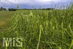 15.07.2026, Bad Wörishofen, Unterallgäu, Schäden nach dem heftigen Gewittersturm mit Hagel am vergangenen Abend über der Stadt Bad Wörishofen im Unterallgäu (Bayern). Maisfelder wurden vom Sturm rasiert und die Pflanzen schwer beschädigt.
