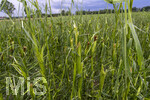 15.07.2026, Bad Wörishofen, Unterallgäu, Schäden nach dem heftigen Gewittersturm mit Hagel am vergangenen Abend über der Stadt Bad Wörishofen im Unterallgäu (Bayern). Maisfelder wurden vom Sturm rasiert und die Pflanzen schwer beschädigt.