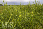 15.07.2026, Bad Wörishofen, Unterallgäu, Schäden nach dem heftigen Gewittersturm mit Hagel am vergangenen Abend über der Stadt Bad Wörishofen im Unterallgäu (Bayern). Maisfelder wurden vom Sturm rasiert und die Pflanzen schwer beschädigt.
