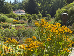 16.08.2026,  Kurpark in Bad Wörishofen (Bayern), der herrlich blühende Rosengarten im Kurpark der Kneippstadt im Unterallgäu zieht Besucher aus Nah und Fern an.