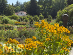 16.08.2026,  Kurpark in Bad Wörishofen (Bayern), der herrlich blühende Rosengarten im Kurpark der Kneippstadt im Unterallgäu zieht Besucher aus Nah und Fern an.