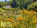 16.08.2026,  Kurpark in Bad Wörishofen (Bayern), der herrlich blühende Rosengarten im Kurpark der Kneippstadt im Unterallgäu zieht Besucher aus Nah und Fern an.