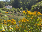 16.08.2026,  Kurpark in Bad Wörishofen (Bayern), der herrlich blühende Rosengarten im Kurpark der Kneippstadt im Unterallgäu zieht Besucher aus Nah und Fern an.