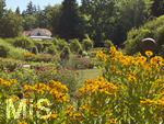 16.08.2026,  Kurpark in Bad Wörishofen (Bayern), der herrlich blühende Rosengarten im Kurpark der Kneippstadt im Unterallgäu zieht Besucher aus Nah und Fern an.