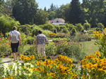 16.08.2026,  Kurpark in Bad Wörishofen (Bayern), der herrlich blühende Rosengarten im Kurpark der Kneippstadt im Unterallgäu zieht Besucher aus Nah und Fern an.