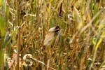 16.08.2026, Bad Wörishofen im Unterallgäu, Landwirtschaftliches Maisfeld, beschädigt durch das Juli-Unwetter mit Sturm und Hagel, zudem ist der Boden jetzt extrem trocken durch den fehlenden Regen in diesem Sommer. Die Ernte wird spärlich ausfallen im Herbst. 
