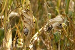 16.08.2026, Bad Wörishofen im Unterallgäu, Landwirtschaftliches Maisfeld, beschädigt durch das Juli-Unwetter mit Sturm und Hagel, zudem ist der Boden jetzt extrem trocken durch den fehlenden Regen in diesem Sommer. Die Ernte wird spärlich ausfallen im Herbst. Dieser Maiskolben hat den Maisbrand (Ustilago maydis) (Maisbeulenbrand-Krankheit),