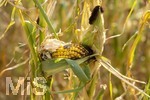 16.08.2026, Bad Wörishofen im Unterallgäu, Landwirtschaftliches Maisfeld, beschädigt durch das Juli-Unwetter mit Sturm und Hagel, zudem ist der Boden jetzt extrem trocken durch den fehlenden Regen in diesem Sommer. Die Ernte wird spärlich ausfallen im Herbst. Dieser Maiskolben hat den Maisbrand (Ustilago maydis) (Maisbeulenbrand-Krankheit),