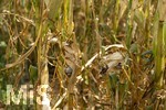 16.08.2026, Bad Wörishofen im Unterallgäu, Landwirtschaftliches Maisfeld, beschädigt durch das Juli-Unwetter mit Sturm und Hagel, zudem ist der Boden jetzt extrem trocken durch den fehlenden Regen in diesem Sommer. Die Ernte wird spärlich ausfallen im Herbst. Dieser Maiskolben hat den Maisbrand (Ustilago maydis) (Maisbeulenbrand-Krankheit),