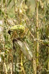 16.08.2026, Bad Wörishofen im Unterallgäu, Landwirtschaftliches Maisfeld, beschädigt durch das Juli-Unwetter mit Sturm und Hagel, zudem ist der Boden jetzt extrem trocken durch den fehlenden Regen in diesem Sommer. Die Ernte wird spärlich ausfallen im Herbst. 