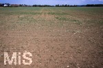 16.08.2026,  Bad Wörishofen im Unterallgäu, Landwirtschaftlicher Acker, der Boden ist extrem trocken durch den fehlenden Regen in diesem Sommer. Die kleinen Pflänzchen darben vor sich hin und brauchen dringend Regen. 