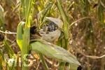 16.08.2026, Bad Wörishofen im Unterallgäu, Landwirtschaftliches Maisfeld, beschädigt durch das Juli-Unwetter mit Sturm und Hagel, zudem ist der Boden jetzt extrem trocken durch den fehlenden Regen in diesem Sommer. Die Ernte wird spärlich ausfallen im Herbst. Dieser Maiskolben hat den Maisbrand (Ustilago maydis) (Maisbeulenbrand-Krankheit),