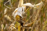 16.08.2026, Bad Wörishofen im Unterallgäu, Landwirtschaftliches Maisfeld, beschädigt durch das Juli-Unwetter mit Sturm und Hagel, zudem ist der Boden jetzt extrem trocken durch den fehlenden Regen in diesem Sommer. Die Ernte wird spärlich ausfallen im Herbst. Dieser Maiskolben hat den Maisbrand (Ustilago maydis) (Maisbeulenbrand-Krankheit),