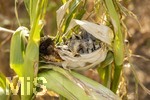 16.08.2026, Bad Wörishofen im Unterallgäu, Landwirtschaftliches Maisfeld, beschädigt durch das Juli-Unwetter mit Sturm und Hagel, zudem ist der Boden jetzt extrem trocken durch den fehlenden Regen in diesem Sommer. Die Ernte wird spärlich ausfallen im Herbst. Dieser Maiskolben hat den Maisbrand (Ustilago maydis) (Maisbeulenbrand-Krankheit),