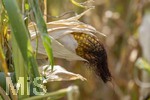 16.08.2026, Bad Wörishofen im Unterallgäu, Landwirtschaftliches Maisfeld, beschädigt durch das Juli-Unwetter mit Sturm und Hagel, zudem ist der Boden jetzt extrem trocken durch den fehlenden Regen in diesem Sommer. Die Ernte wird spärlich ausfallen im Herbst. 