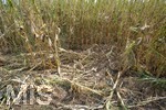 16.08.2026, Bad Wörishofen im Unterallgäu, Landwirtschaftliches Maisfeld, beschädigt durch das Juli-Unwetter mit Sturm und Hagel, zudem ist der Boden jetzt extrem trocken durch den fehlenden Regen in diesem Sommer. Die Ernte wird spärlich ausfallen im Herbst. 
