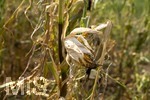16.08.2026, Bad Wörishofen im Unterallgäu, Landwirtschaftliches Maisfeld, beschädigt durch das Juli-Unwetter mit Sturm und Hagel, zudem ist der Boden jetzt extrem trocken durch den fehlenden Regen in diesem Sommer. Die Ernte wird spärlich ausfallen im Herbst. 