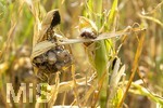 16.08.2026, Bad Wörishofen im Unterallgäu, Landwirtschaftliches Maisfeld, beschädigt durch das Juli-Unwetter mit Sturm und Hagel, zudem ist der Boden jetzt extrem trocken durch den fehlenden Regen in diesem Sommer. Die Ernte wird spärlich ausfallen im Herbst. Dieser Maiskolben hat den Maisbrand (Ustilago maydis) (Maisbeulenbrand-Krankheit),