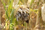 16.08.2026, Bad Wörishofen im Unterallgäu, Landwirtschaftliches Maisfeld, beschädigt durch das Juli-Unwetter mit Sturm und Hagel, zudem ist der Boden jetzt extrem trocken durch den fehlenden Regen in diesem Sommer. Die Ernte wird spärlich ausfallen im Herbst. Dieser Maiskolben hat den Maisbrand (Ustilago maydis) (Maisbeulenbrand-Krankheit),