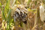 16.08.2026, Bad Wörishofen im Unterallgäu, Landwirtschaftliches Maisfeld, beschädigt durch das Juli-Unwetter mit Sturm und Hagel, zudem ist der Boden jetzt extrem trocken durch den fehlenden Regen in diesem Sommer. Die Ernte wird spärlich ausfallen im Herbst. Dieser Maiskolben hat den Maisbrand (Ustilago maydis) (Maisbeulenbrand-Krankheit),